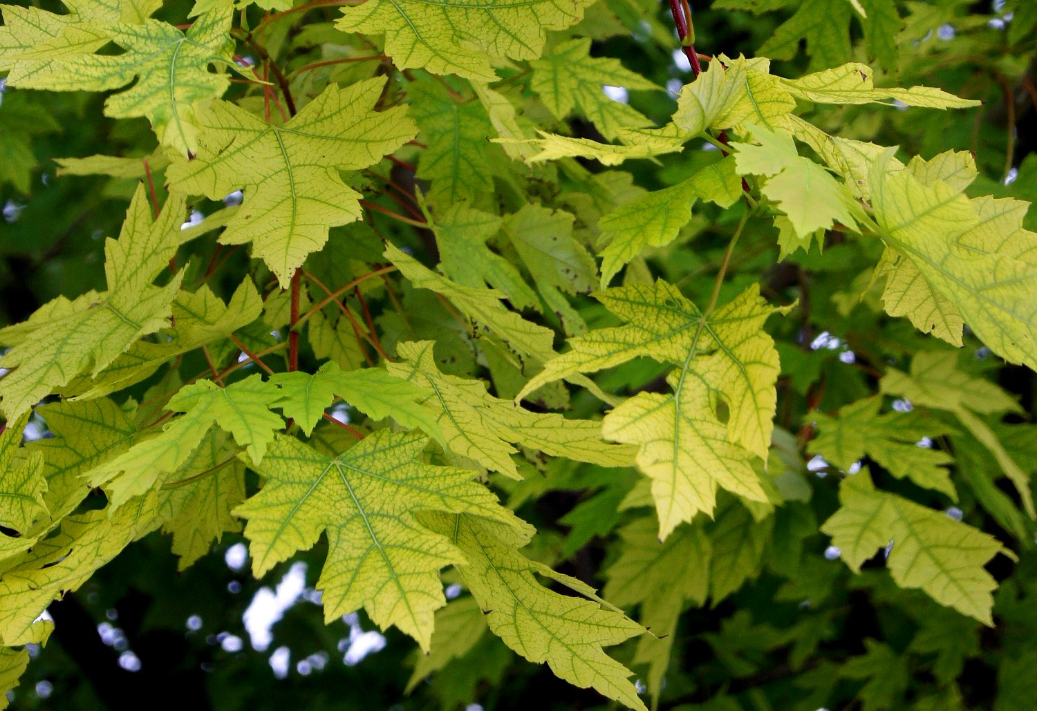 Признаки хлороза на желтеющих листьях