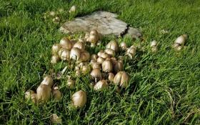 Вокруг старого пня появились грибы на газоне