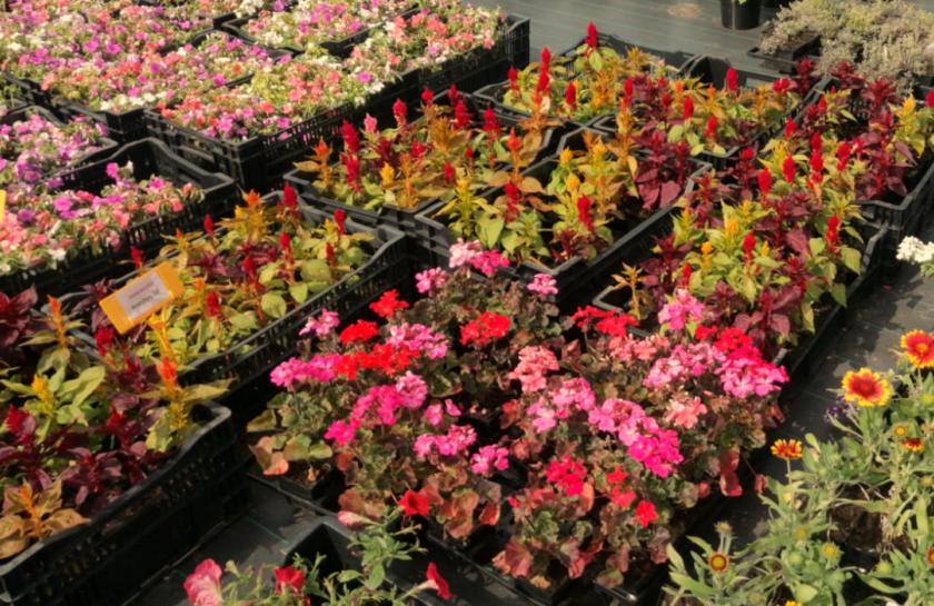 Однолетники из семян